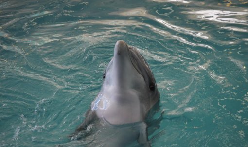 Катя и дельфины: лечение прошло успешно