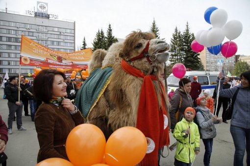 Энергетики и верблюд Григорий опять удивили Челябинск!