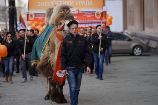 Энергетики и верблюд Григорий опять удивили Челябинск!