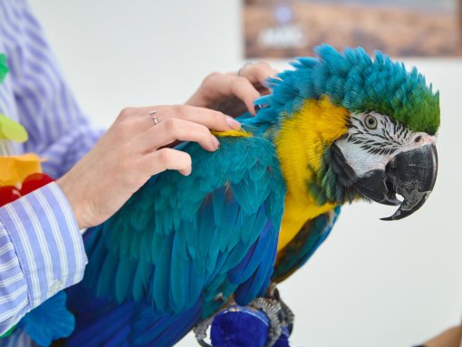 Тропическое 8 марта